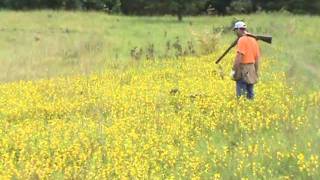 Bluestem Kennels Wirehaired Pointing Griffons A Six Month Old Puppys First Hunt [upl. by Charlet]