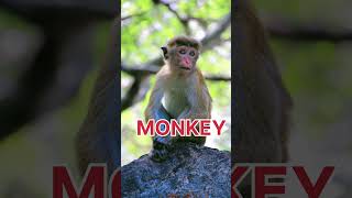 MONKEY SPELLING IN EASY WAY youtubeshorts youtube monkey english song education namespelling [upl. by Mervin]