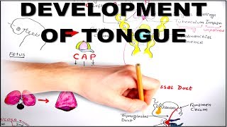 Development of Tongue  Embryology video [upl. by Trina]