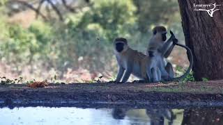 Snatched Vervet Baby During Grooming [upl. by Krauss]