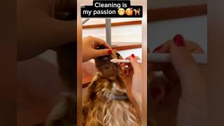 Cleaning is my passion 😁❤️🐕‍🦺 italiancockers italiancockerspaniel englishcockerspaniel funnydogs [upl. by Erdda699]