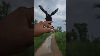 Black sparrow nature birds video wildlife [upl. by Annmarie696]