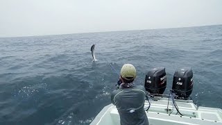 Sage Motive Wade Caranx Rompin Sailfish on Fly with Eddie [upl. by Ringe]