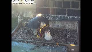 Leamington Peregrines 2024  feeding time for three [upl. by Akeem]