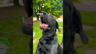 DogOnyx is Always Happy and Playful dog yt foryou shortsfeed fyp doglover [upl. by Pernas]