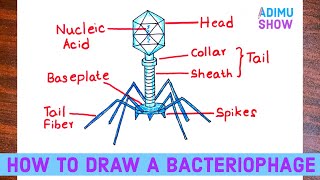 How To Draw A Bacteriophage  Virus T4 phage [upl. by Enilrem]