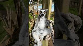 Lemur soaking the sunlemurlemurscuteanimalcuteexoticanimalsanimalvideosanimalanimallover [upl. by Malda627]