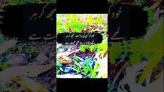 Khud koo kaise ke amanat poetry urdupoetry sadpoetry [upl. by Gross]