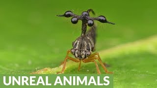 Bizarre rainforest insect resembles a helicopter [upl. by Langill]