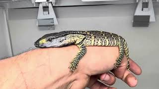 10924 Baby Black Throat Monitor 3 [upl. by Alyel570]