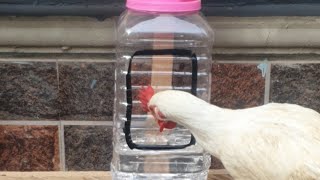 How To Make Drinker For Chickens With Waste Plastic Material Without Spending Money [upl. by Nuahsar901]