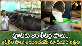 Buffalo Milk Business Plan  పూటకు 80 లీటర్ల పాలు కల్తీలేని పాలు అందించడమే మా డెయిరీ Tone Agri [upl. by Vlad]