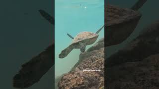 If you swim here you might see a turtle Subscribe for more travel tourism turtle [upl. by Wrand]