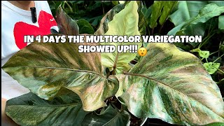 In 4 days the multicolor variegation showed up😮 plants anthurium mommylolascollection [upl. by Zannini]