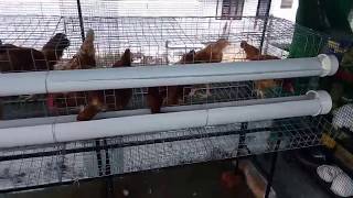 Poultry Farming on Rooftop  BV 380 [upl. by Arlena317]