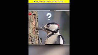 How Woodpeckers Survive 1400g force 😱💯  shorts facts [upl. by Nuawtna]