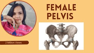 Female pelvis functionsbone description femalepelvis pelvicfloor pelvicmuscles youtubevideo [upl. by Bowles]