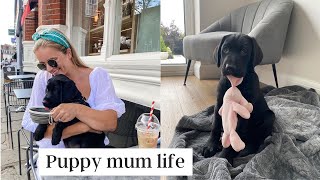 MY BIRTHDAY amp PUPPY ANTICS  weekly vlog [upl. by Naerol]