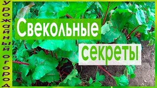 ТОНКОСТИ ВЫРАЩИВАНИЯ СВЕКЛЫКАК УЛУЧШИТЬ ВКУС И ЛЕЖКОСТЬ [upl. by Cressida]