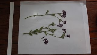 How laminate flowers to preserve  Daphne Richards Central Texas Gardener [upl. by Arakawa]