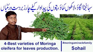 Moringa oleifera varieties for leaf productionhigh yielding moringa varietiesBest income idea [upl. by Bryana]