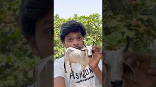 ￼ hidden facts about ongole breed cowcow ongolebulls dairyfarm buffalobusiness farming [upl. by Doubler571]