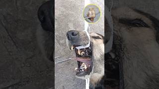 Rescue a Stray Dog with Bone stuck in the Mouth Bonestuck [upl. by Bihas]