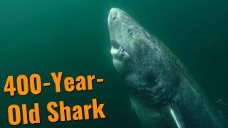 The 400YearOld Shark  Greenland Sharks [upl. by Papp483]