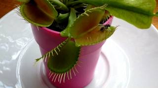 Ma Plante carnivore La dionée Dionaea muscipula [upl. by Yngiram]