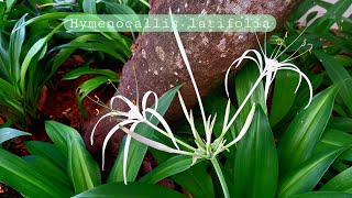 Hymenocallis caribaea  Lilly varieties for Landscaping [upl. by Myrlene]