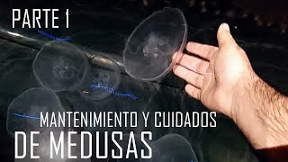 🌟 CURSO PARTE 1 Medusas Cuidados y mantenimiento [upl. by Niowtna]