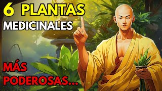 Las 6 Plantas Medicinales Más Poderosas  HISTORIA ZEN → El Viaje De Takeshi 🌿 [upl. by Nayt]