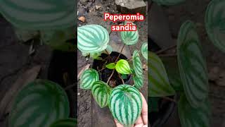 Peperomia sandia [upl. by Nohsal]