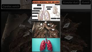 Parts of the Bronchial Tree and Lungs A Quick Overview 🫁 [upl. by Bortman]