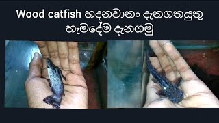 Wood catfish care in sinhala [upl. by Faxan996]