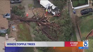 Gusty winds rainfall knock out trees and powerlines across Southern California [upl. by Mat611]