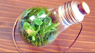 ENTERNAL TERRARIUM  AFTER 3 MONTHS [upl. by Kleiman]