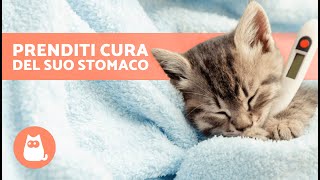 RIMEDI DOMESTICI per MAL DI STOMACO nei GATTI 🐱✅ [upl. by Mariel307]