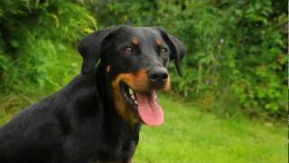 BeauceronBayernde [upl. by Rosol]