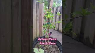 Barbados Cherry Tree In Bloom [upl. by Euqimod]