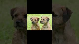 BORDER TERRIER  dogbreed [upl. by Alleul]