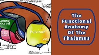 The Functional Anatomy of the Thalamus [upl. by Nievelt]