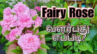 Rose The Fairy  Grow and care explained in Tamil தமிழ் Video [upl. by Miharba]