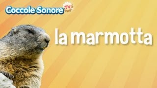 La Marmotta  Documentari per bambini di Coccole Sonore [upl. by Yzus14]