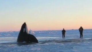 11 Desperate Orcas Trapped in Ice Make Dramatic Escape [upl. by Thurman]