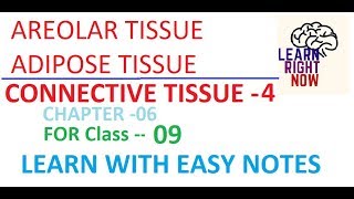 Connective Tissue PART04 AREOLAR and ADIPOSE TISSUE Class 09 Chapter06 [upl. by Desdamona]