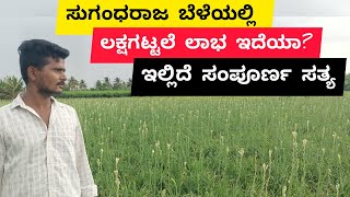 ಸುಗಂಧರಾಜ ಬೆಳೆಯ ಸಂಪೂರ್ಣ ಮಾಹಿತಿ SUGANDHARAJA FLOWER CULTIVATION  TUBEROSE CULTIVATION [upl. by Renruojos]