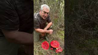 🍄✨ ¿Sabíais Esto de la Amanita Muscaria ¡Encontré Unas Gigantes 😲🌲 Son alucinógenas 😵 [upl. by Hamilton480]