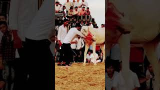 Horse dance biggest talent [upl. by Nuawed]