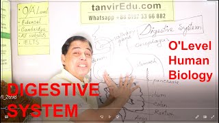 what is the digestive system  olevel humanbiology [upl. by Dacy]